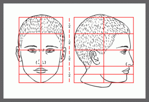Proportions of a head