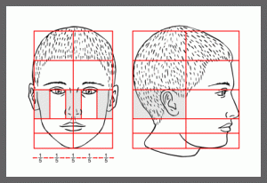 Proportions of a head 3