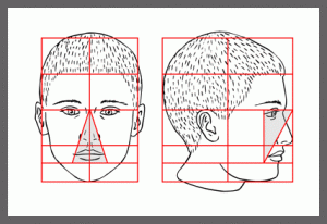 Proportions of a head