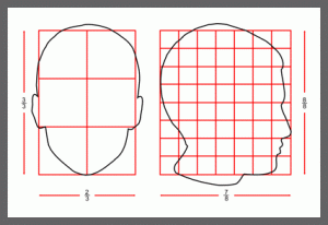 Proportions of a head 1 Proportions of a head